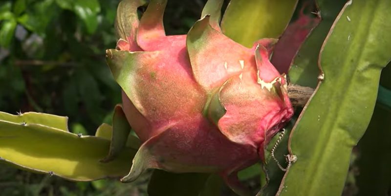 Colesterol alto? Pitaya pode ajudar a derrubar esse vilão