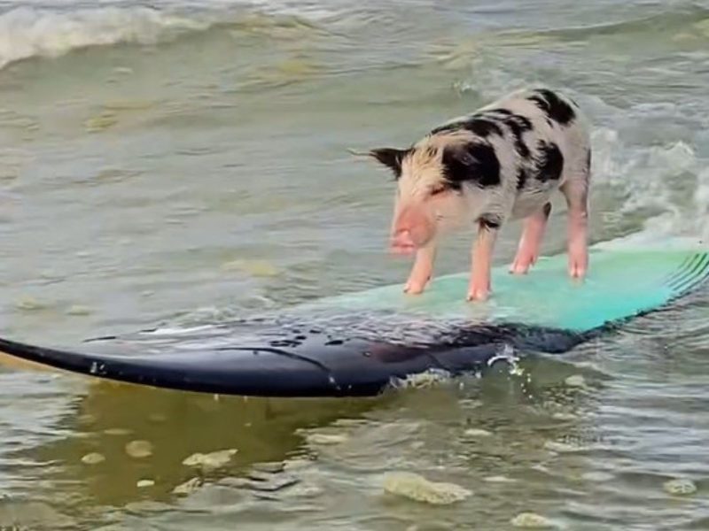 Porquinha surfista pegando onde em praia