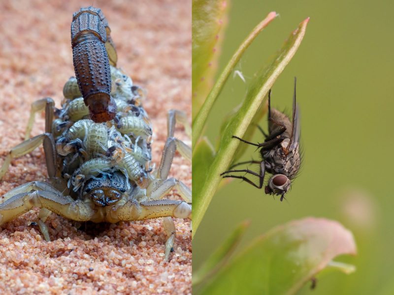 Imagem mostrando duas pragas do verão