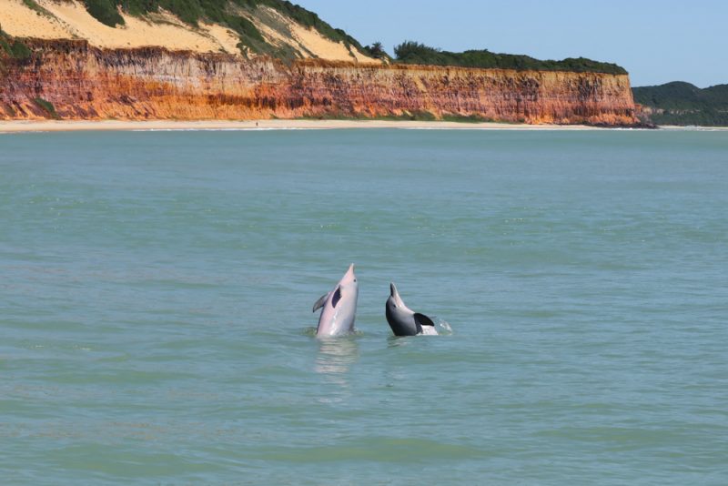 Imagem de dois golfinhos brincando na água, numa praia com falésias ao fundo