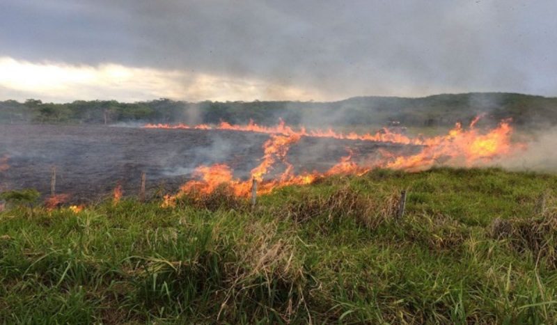 Maior área queimada é de vegetação herbácea e arbustivo, foto mostra vegetação baixa pegando fogo