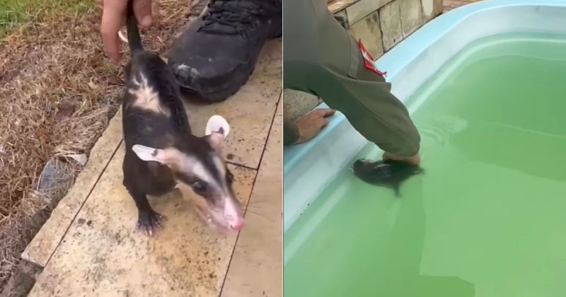 Gambá cai em piscina e mobiliza resgate em praia de SC