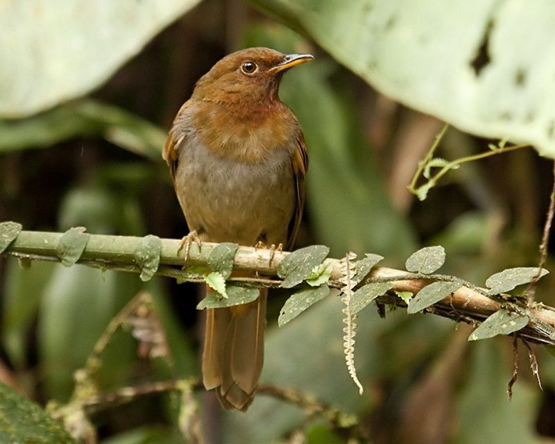 Sabiá-castanho em um galho de árvore