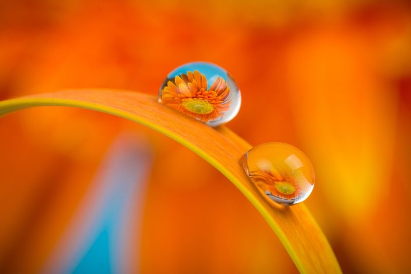 Gotas de água em uma folha laranja