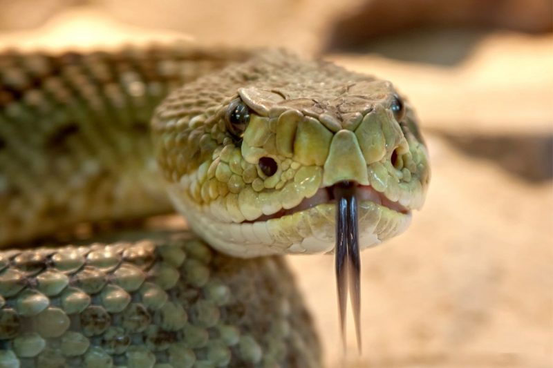 O que significa sonhar com cobra, segundo a astrologia