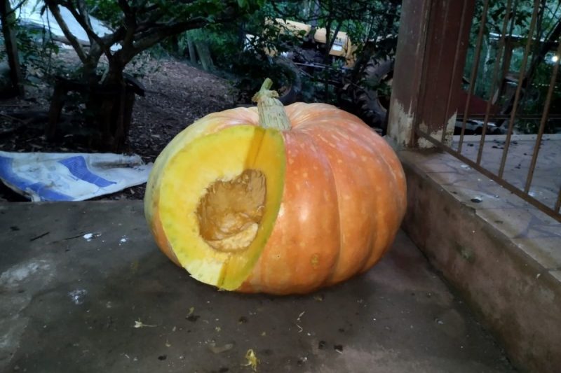 Produtor de SC colhe abóbora gigante com mais de 70 kg