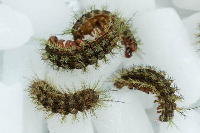 Lagartas venenosas amontoadas em centro de pesquisa 