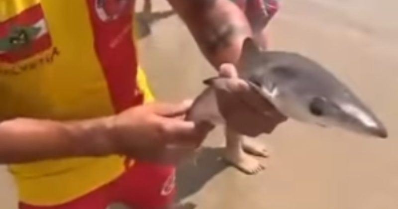 Filhote de tubarão é encontrado na areia de Balneário Gaivota, em Jaguaruna