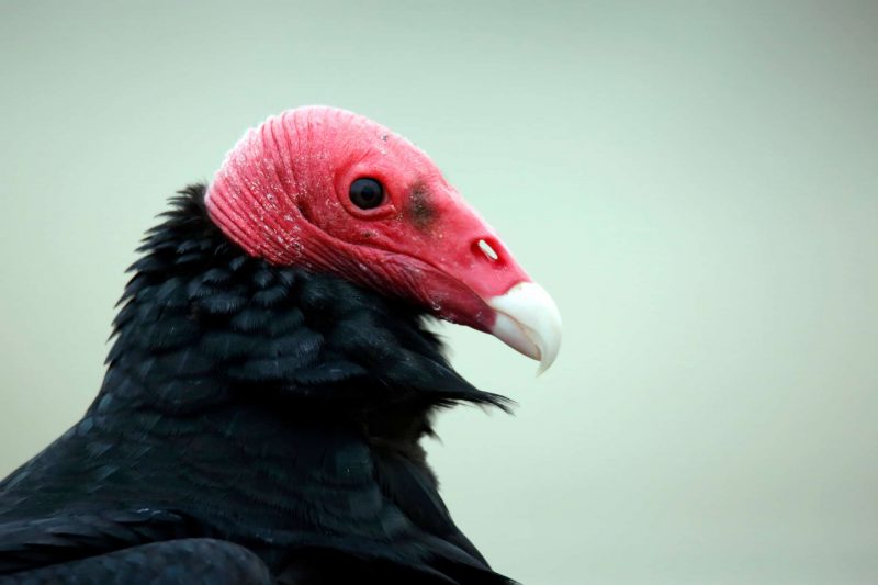 Foto de uma espécie de urubu conhecida como urubu-de-cabeça-vermelha