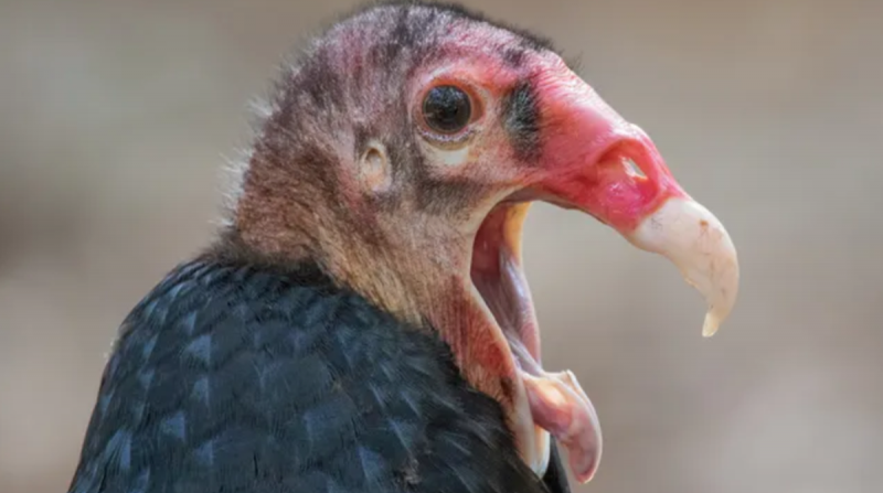 Foto de um urubu-de-cabeça-vermelha 