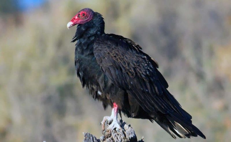 Urubu-de-cabeça-vermelha em cima de um tronco de árvore