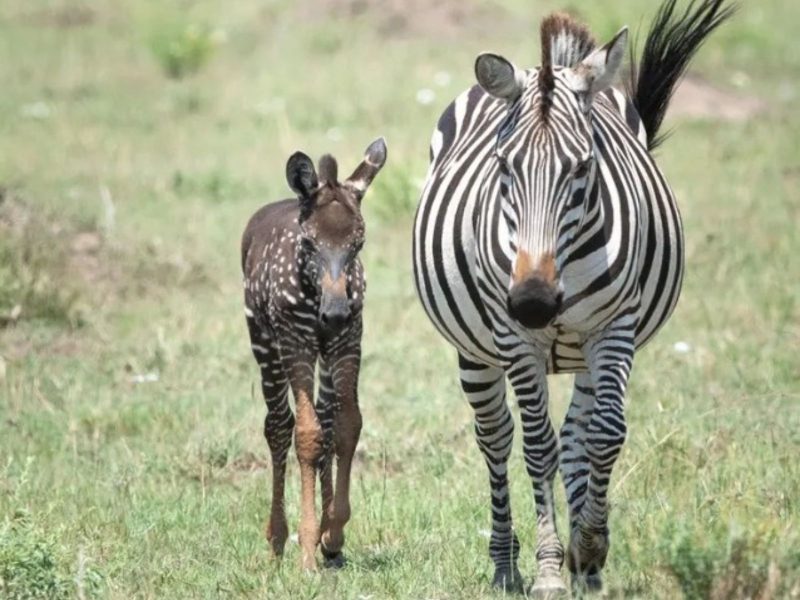 Zebra filhote com sua mãe