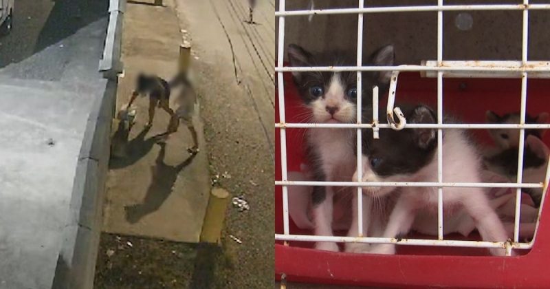 Filhotes de gatos abandonados em Joinville