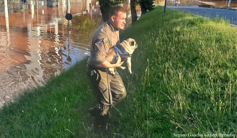 animais em situações de emergência