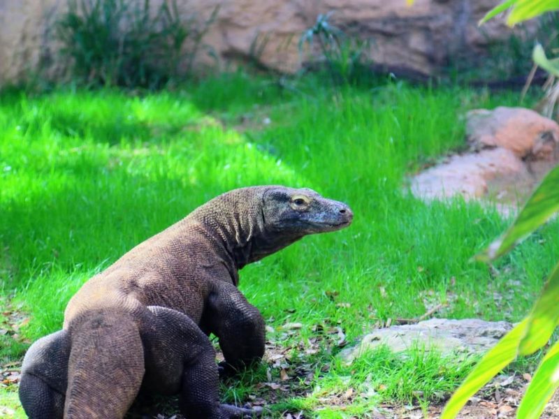 No Valentine's Day, o Dragão-de-komodo pode comer um ex como petisco 