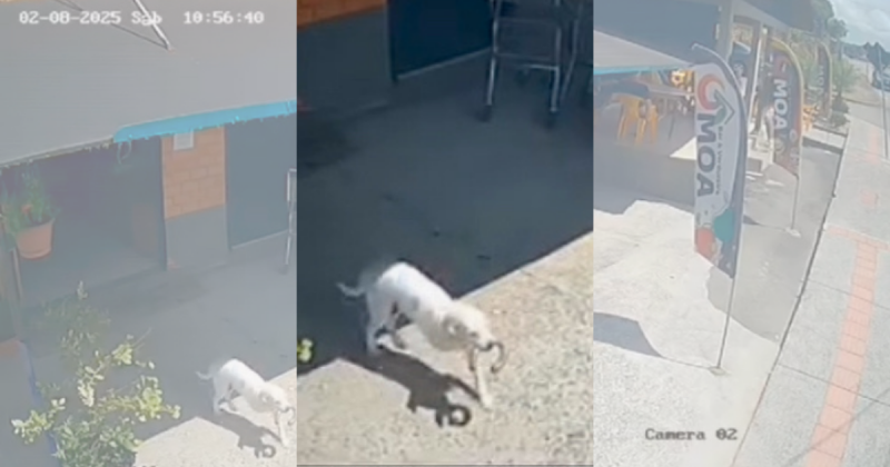 Momento em que o cachorro de três patas sai da mercearia com salame na boca