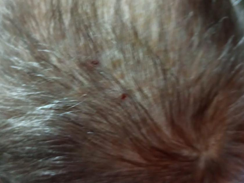 Idoso sofreu uma picada de cobra na cabe&ccedil;a – Foto: Reprodu&ccedil;&atilde;o/Bombeiros Volunt&aacute;rios de Indaial/ND