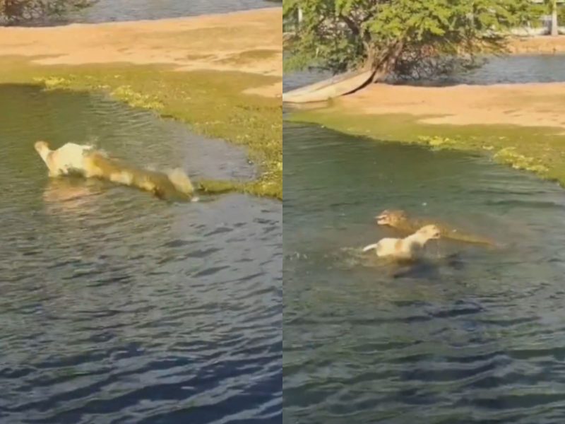 A montagem de duas fotos mostra o momento do ataque de jacaré contra um cachorro 