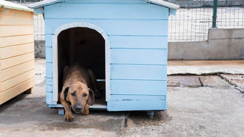 Cachorro dentro de casinha