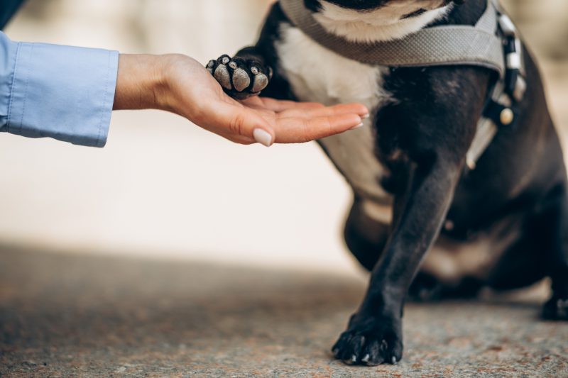 Pet dado a pata para tutora durante caminhada