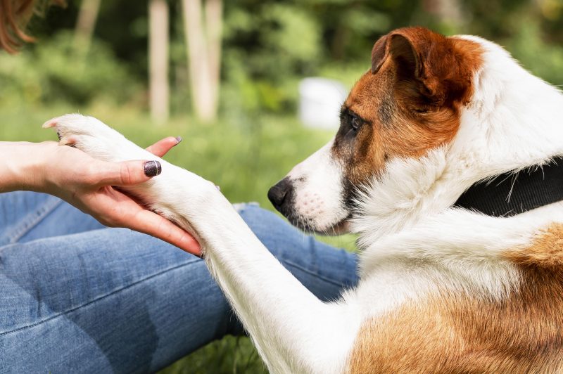 Pet tocando a mão de tutora em jardim