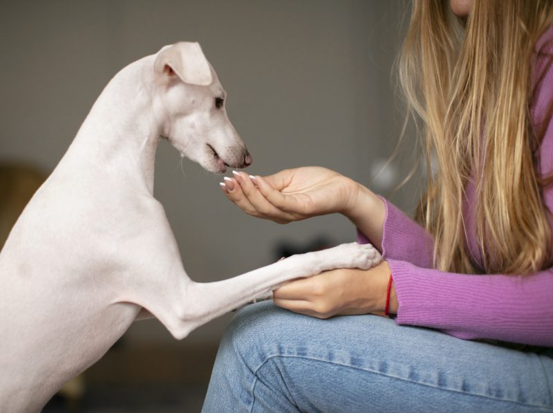 Motivos pelos quais seu pet coloca a pata em você: pet comendo da mão da tutora 