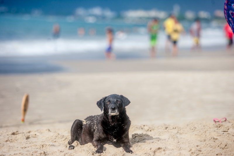 Presença de cachorros nas praias é questionada