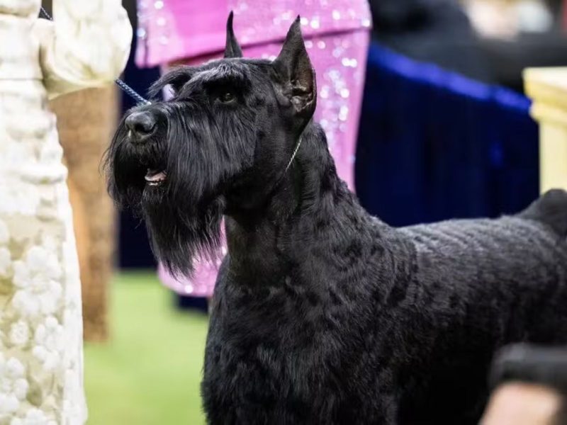 Monty, um cachorro schnauzer gigante