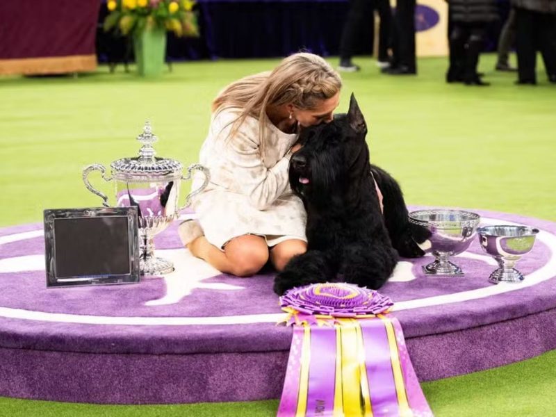 A imagem mostra a tutora e o cachorro schnauzer gigante