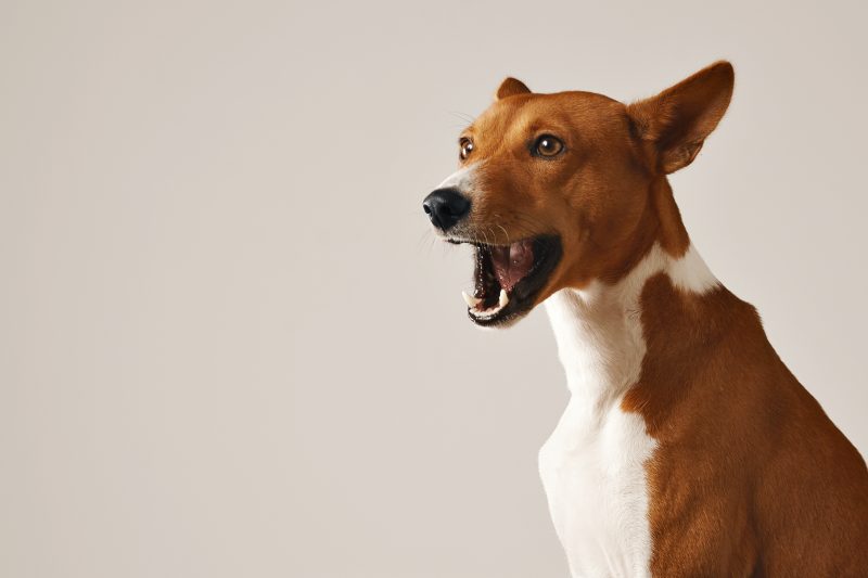 Foto mostra cachorro para ilustrar matéria sobre morador incomodado com latidos 