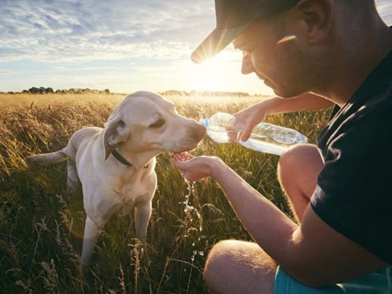 Pets no verão: cachorro tomando água