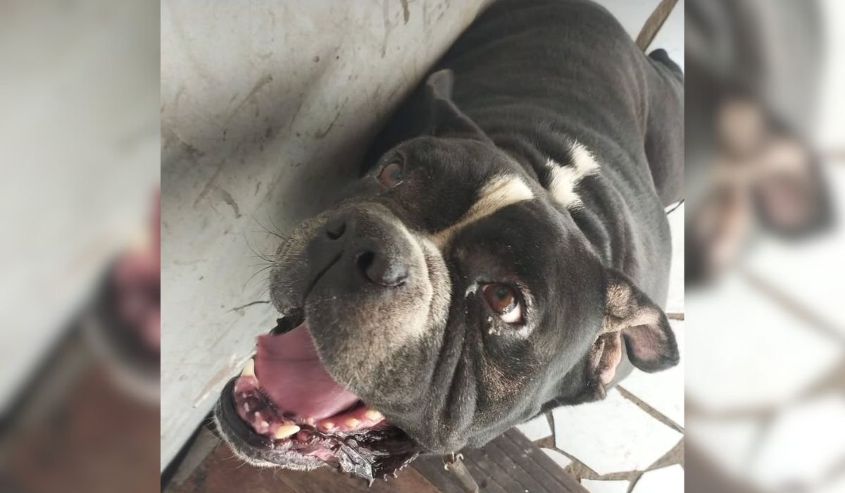 Bruce, bulldog de 5 anos - Arquivo pessoal/ND