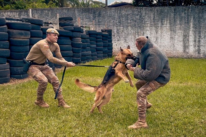 treinamento dos cães policiais