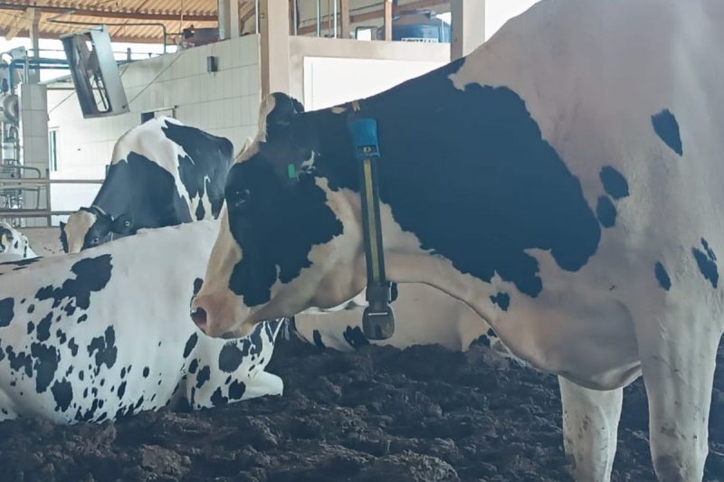 Vaca no calor pode reduzir a produção de leite