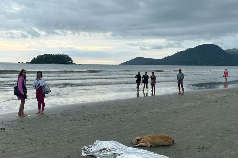 cão ao lado do corpo do dono morto