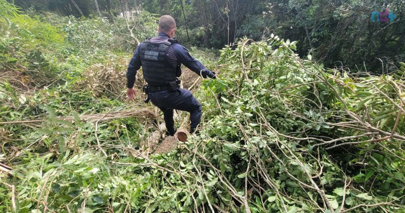 Imagem mostra momento do flagrante de desmatamento em Itajaí