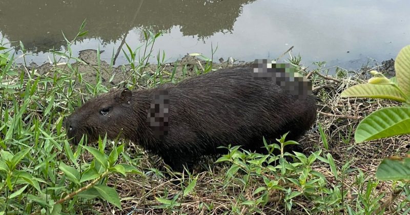 Capivara ferida