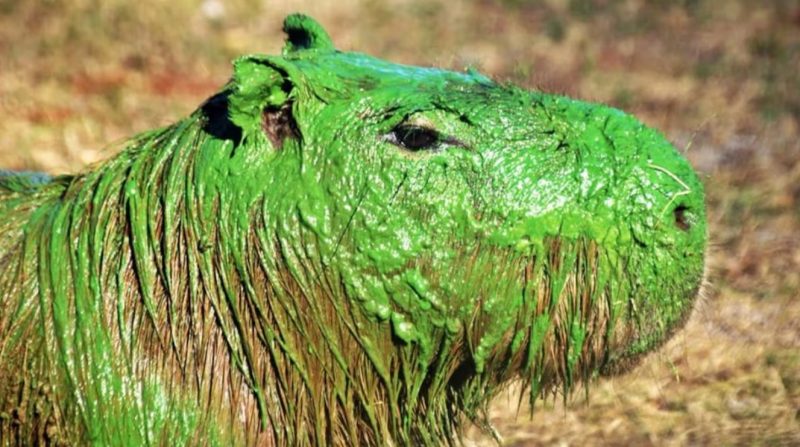 Foto mostrando uma das capivaras verdes