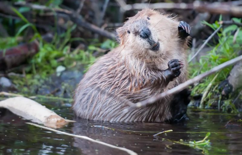 Espécie de animal: Castor em um ambiente aquático