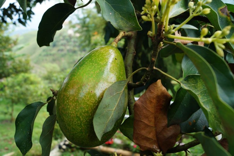 Abacate plantado no pé 