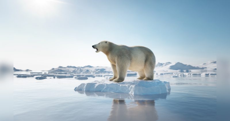 Urso polar em cima de geleira