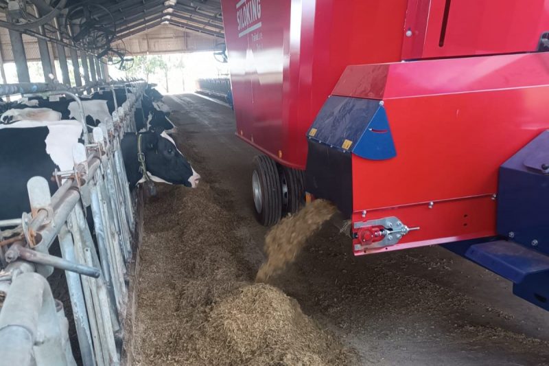 Vacas se alimentando em um sistema extensivo de pastagem