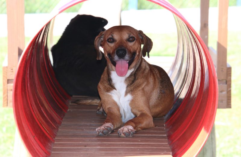 Foto mostra cachorro caramelo dentro de um tubo para ilustrar matéria sobre os cuidados com os pets no calor em Itajaí