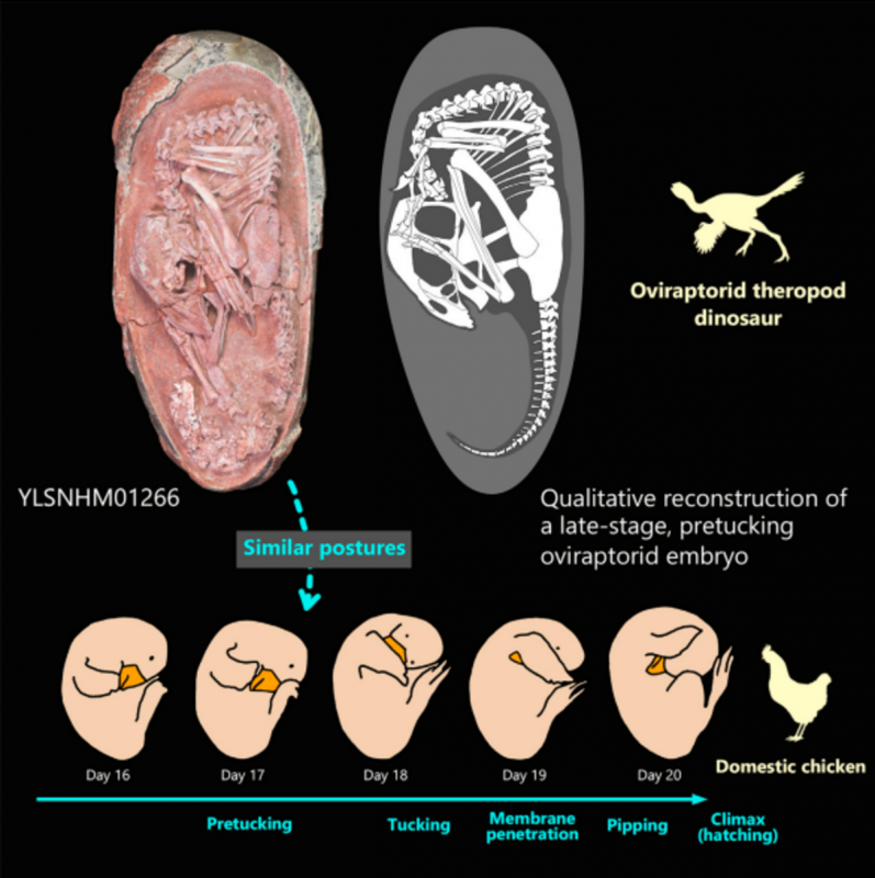 Comparação dos pesquisadores do embrião de dinossauro com os embriões de aves modernas