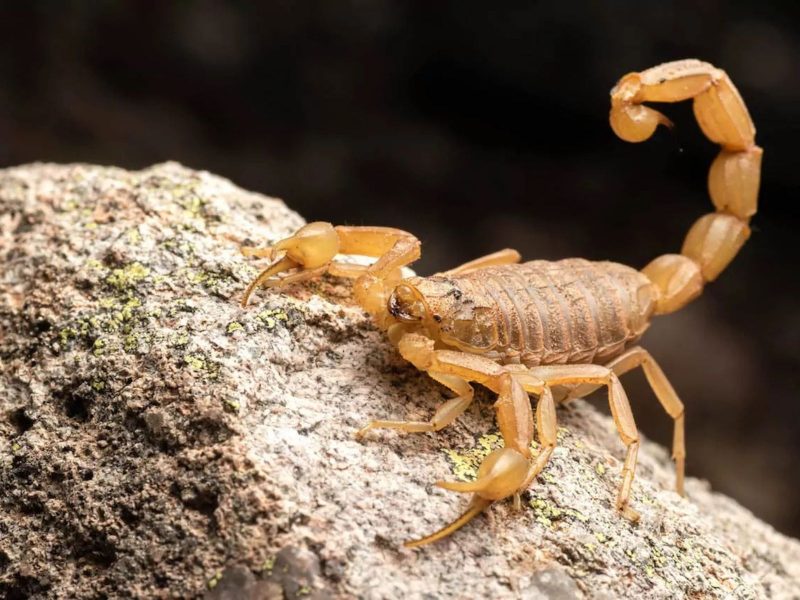 Foto de um escorpião-amarelo