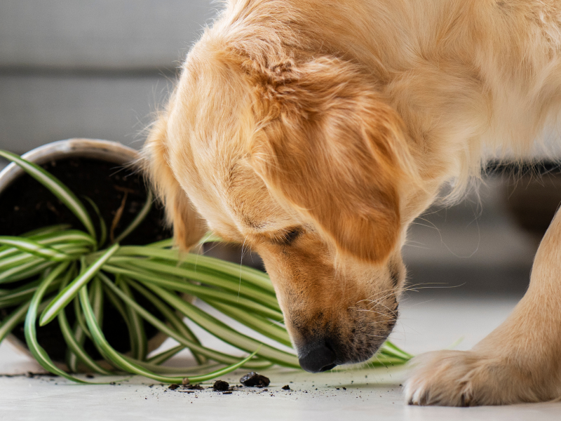 A imagem mostra um cão comendo folhas