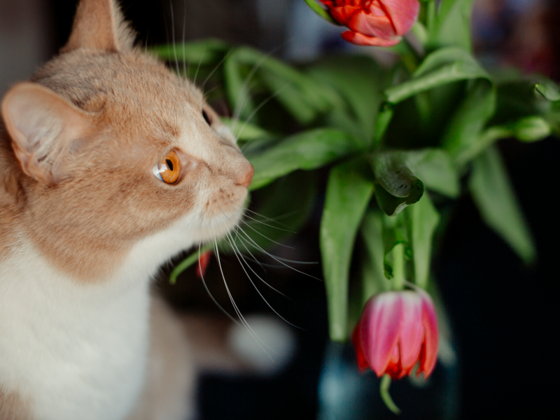 A imagem mostra um felino observando uma das plantas tóxicas para gatos