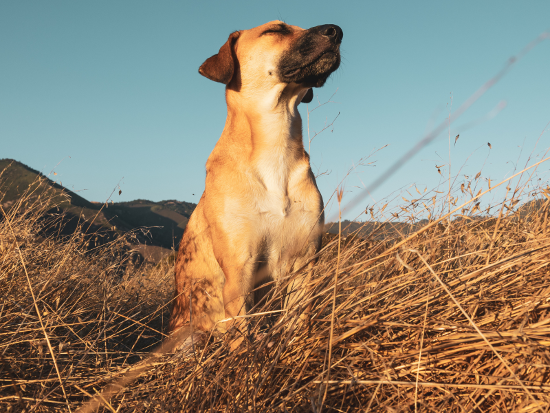 A imagem mostra um dos "cachorros do agro" em uma plantação