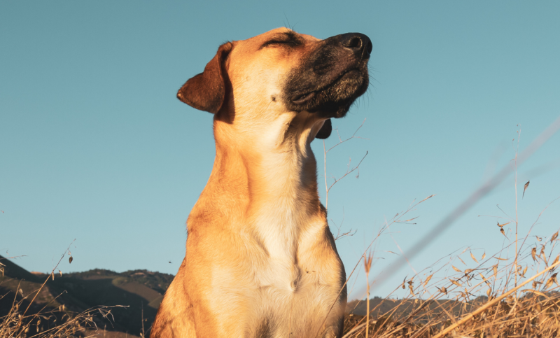 A imagem mostra um dos "cachorros do agro" em uma plantação