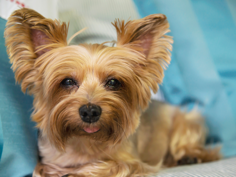 A imagem mostra um cachorro da raça yorkshire